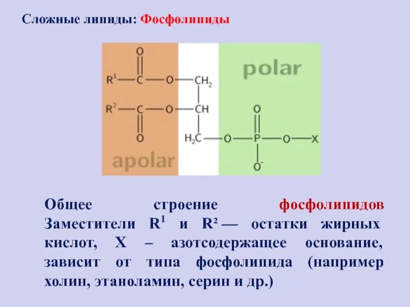 Строение фосфолипида. Фосфолипиды общее строение. фосфолипиды строение биохимия. строение фосфолипидов. фосфолипиды строение.