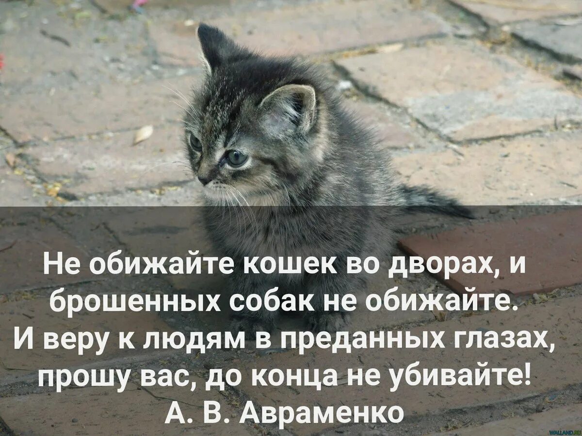 Не обижал слитно. Нельзя обижать животных. Не обижайте кошек и собак. Котиков обижать нельзя. Котенка обидели.