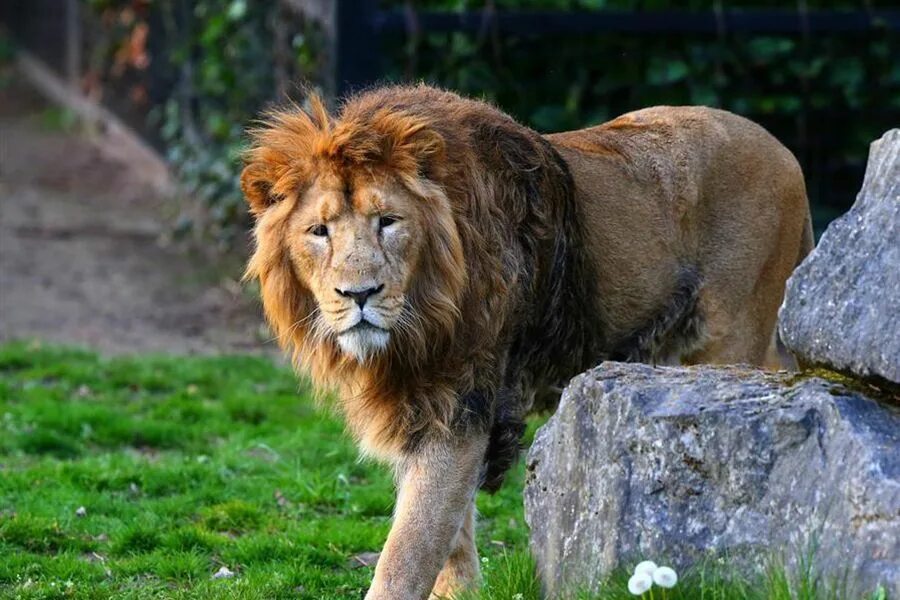 Лев был создан. Морда льва фото на телефон. Тушда арслон куриш. Разъяренный лев. Лев лежит.