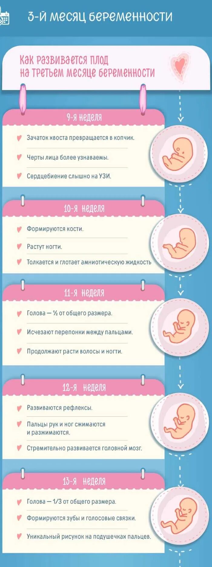 1 неделя беременности что происходит. Недели беременности по месяцам. Беременность по неделям. 1 Месяц беременности. Первые признаки беременности.