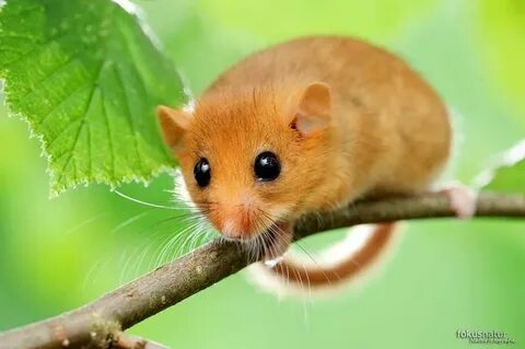 Соня ханым суреті