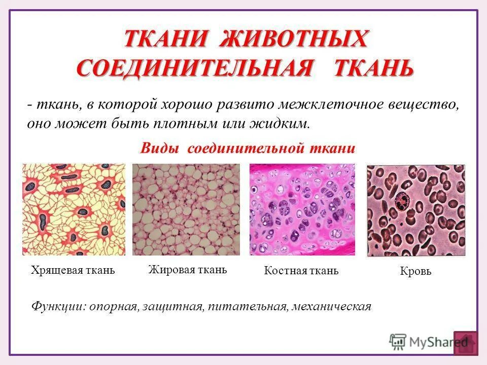 Строение межклеточного вещества соед ткани. Типы строение соединительной ткани. Функции соединительной ткани 5 класс. Соединительная ткань виды строение.