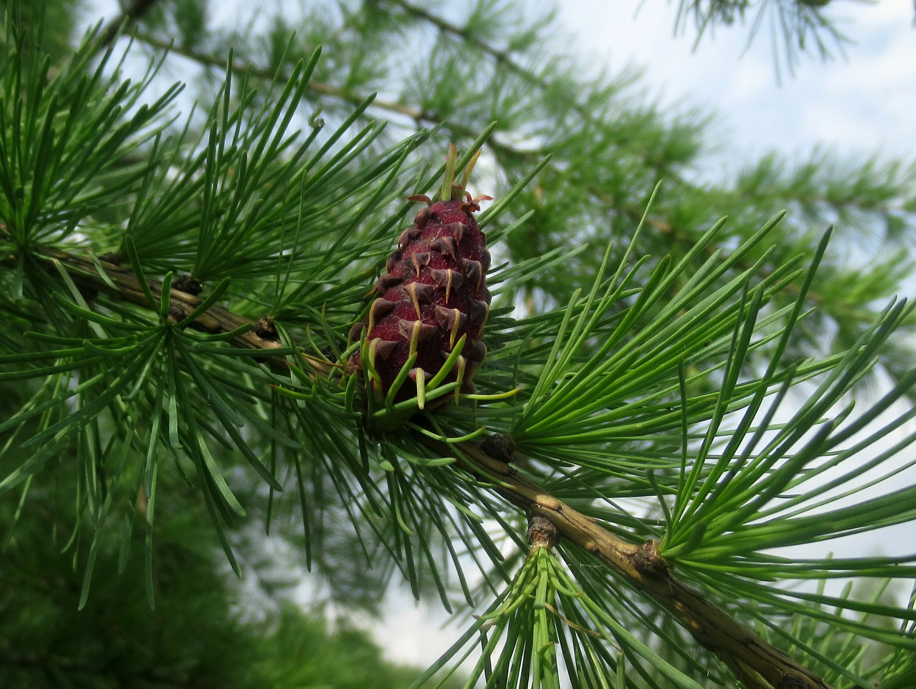 Лиственница Сибирская Larix sibirica. Лиственница Миддендорфа. Лиственница Сукачева (Larix sukaczewii). Лиственница европейская хвоинки. Три хвойная