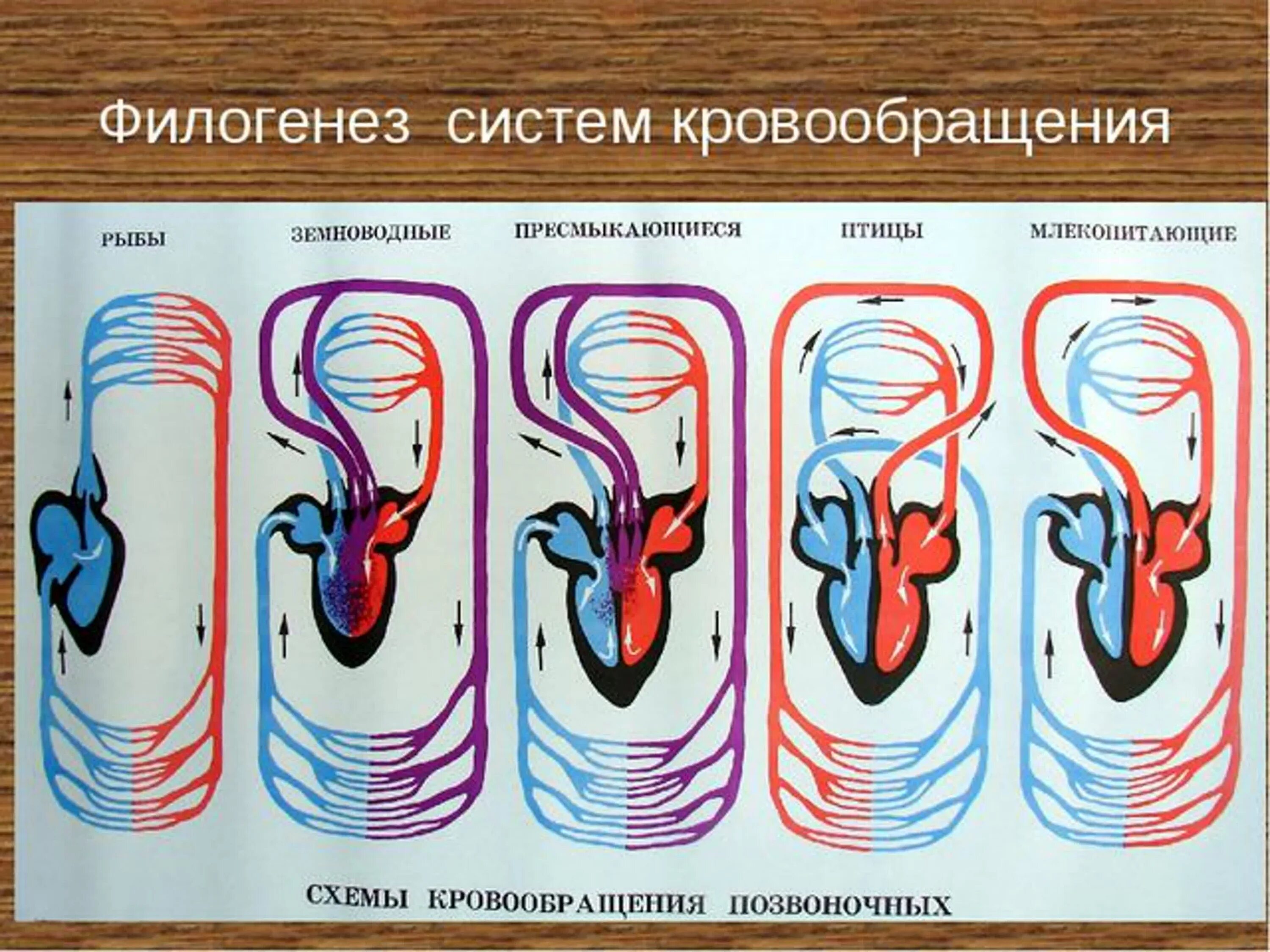 Легкие классов позвоночных. Кровеносная система рыб земноводных пресмыкающихся. Эволюция сердечно-сосудистой системы позвоночных. Эволюция кровеносной системы схема. Эволюция кровеносной системы хордовых.