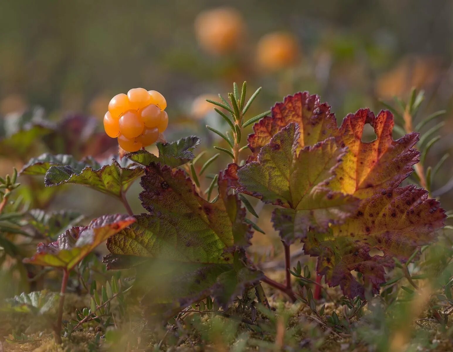 Cloudberry. Морошка Арктическая. Морошка Болотная. Северная ягода Морошка. Тундровая Морошка.