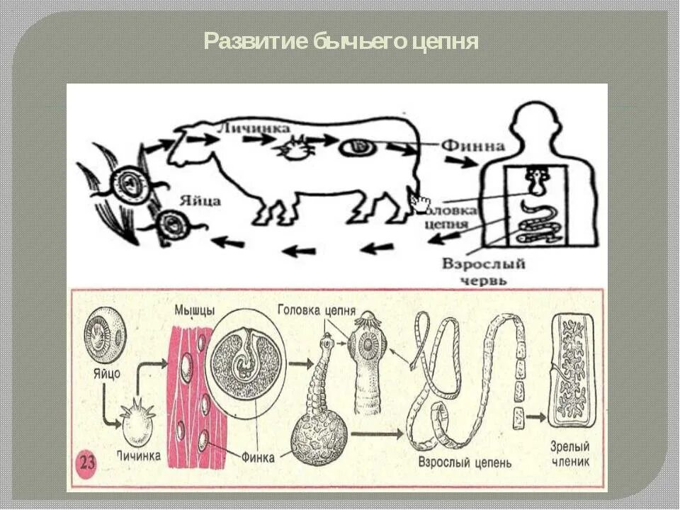 Какое развитие у бычьего цепня. Цикл бычьего цепня Финна. Свиной цепень жизненный цикл Taenia solium. Бычийе цепни-ленточный черви. Бычий цепень жизненный цикл.