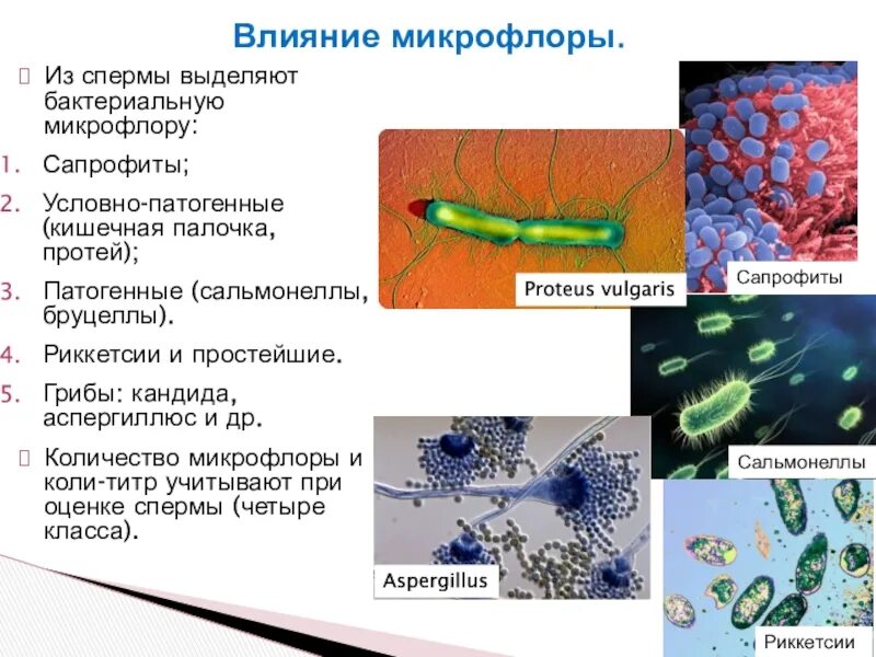 Бактерии выделяют метан. Патогенные кишечные палочки бактерии. Патогенные условно патогенные сапрофиты. Кишечная палочка условно патогенная.