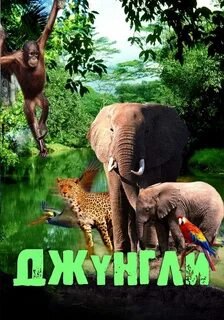 Джунгли на английском