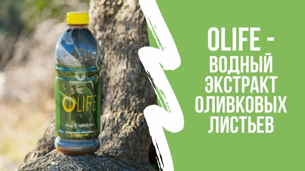 Купить олайф. Экстракт оливковых листьев olife. Олайф напиток. Лайф сок оливковых листьев. Лайф напиток из листьев оливы развод.