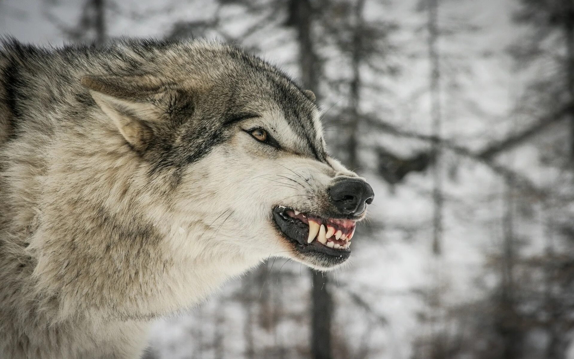 Оскаленный волк. Волчий оскал. Злой волк. Волк рычит. Рычание волка