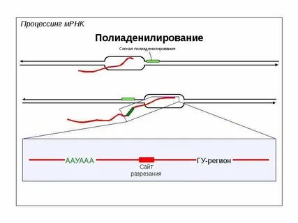 Процессинг мрнк