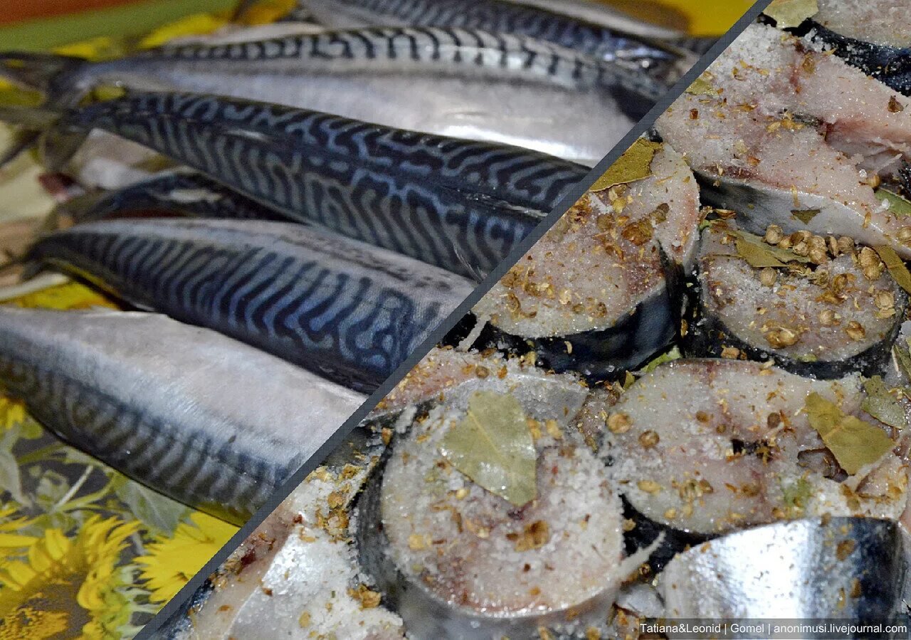 Скумбрия 400-600 фарерские острова. Скумбрия свежемороженая. Скумбрия и селедка. Сельдь, макрель. Атлантическая макрель.