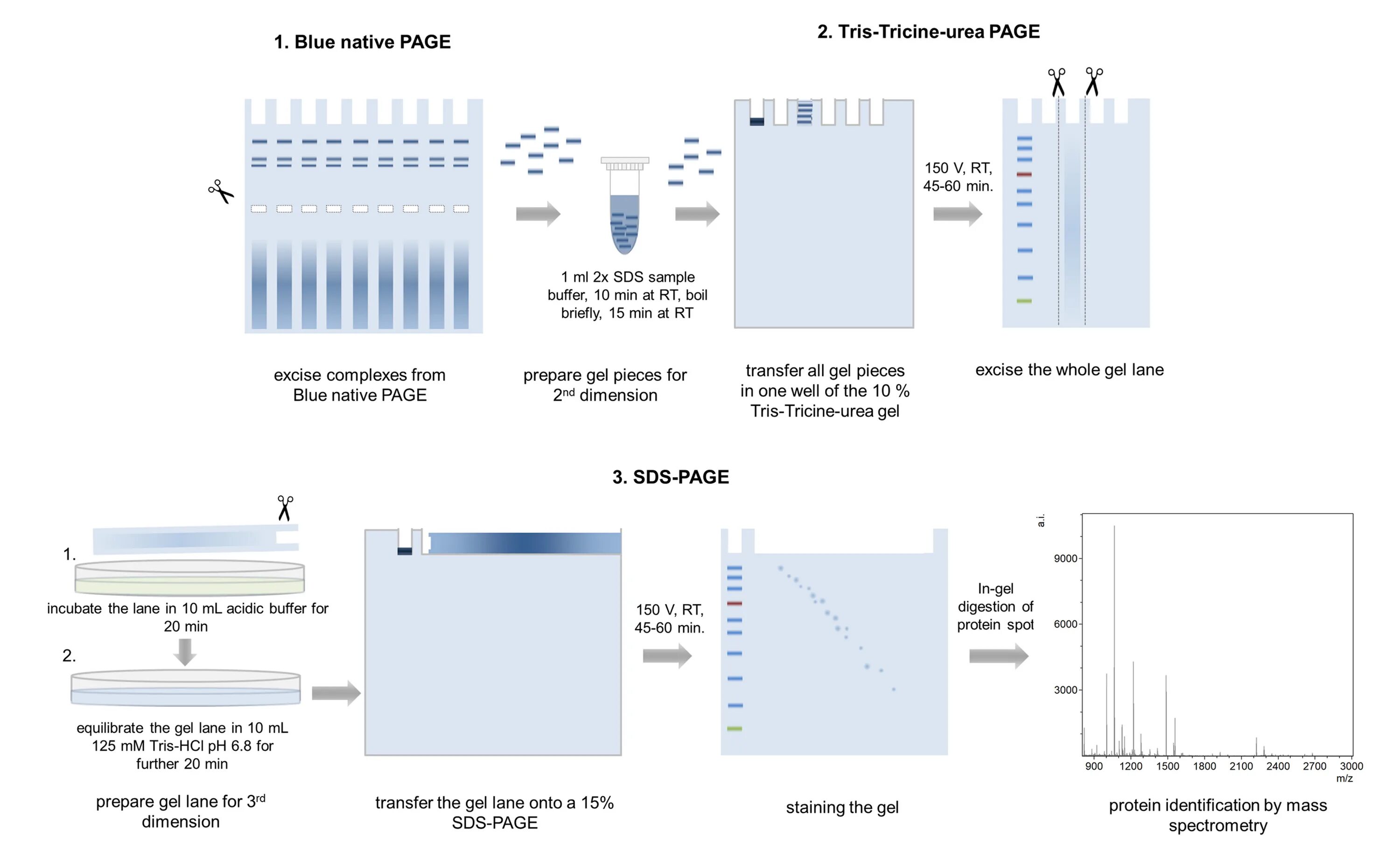 Native Gel Electrophoresis. SDS Page Protein. SDS Page Gel 조성. SDS Page Results.