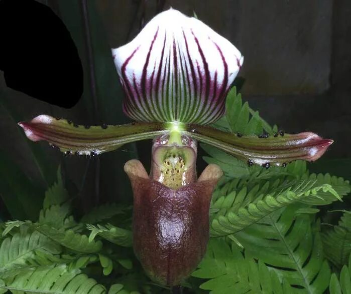 Башмачок уход. Paphiopedilum lawrenceanum. пафиопедилум корни. орхидея башмачок. орхидея башмачок уход в домашних условиях.