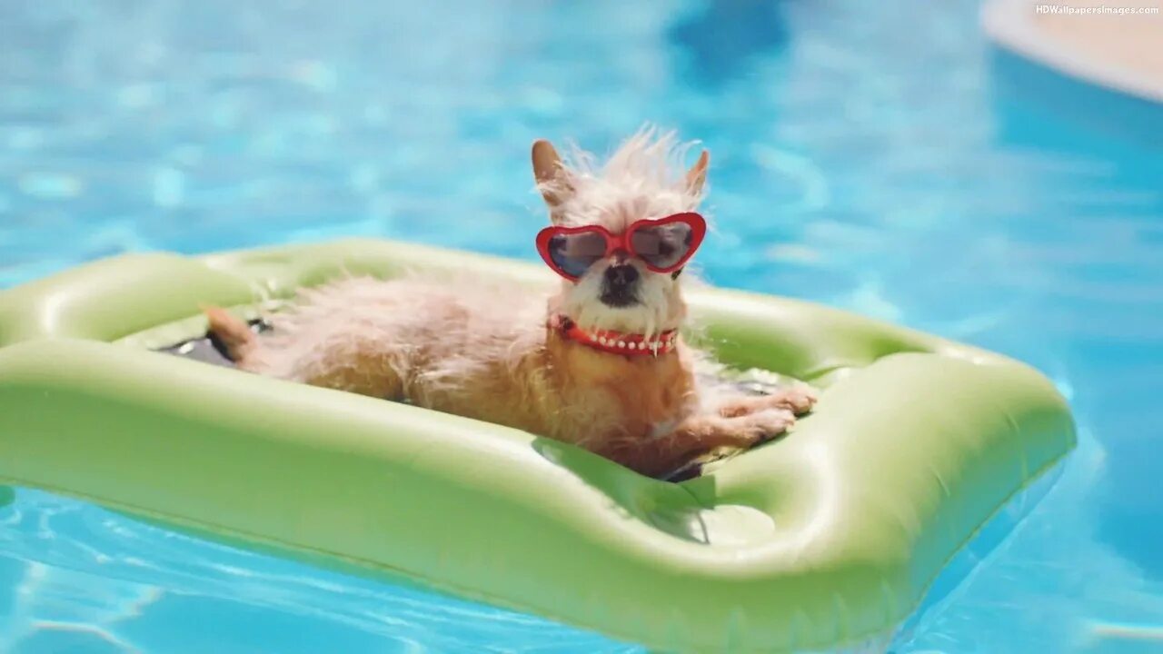 Петы купаются. Собака плавает. Животные в бассейне. Котик купается в бассейне. Бассейн для собак.