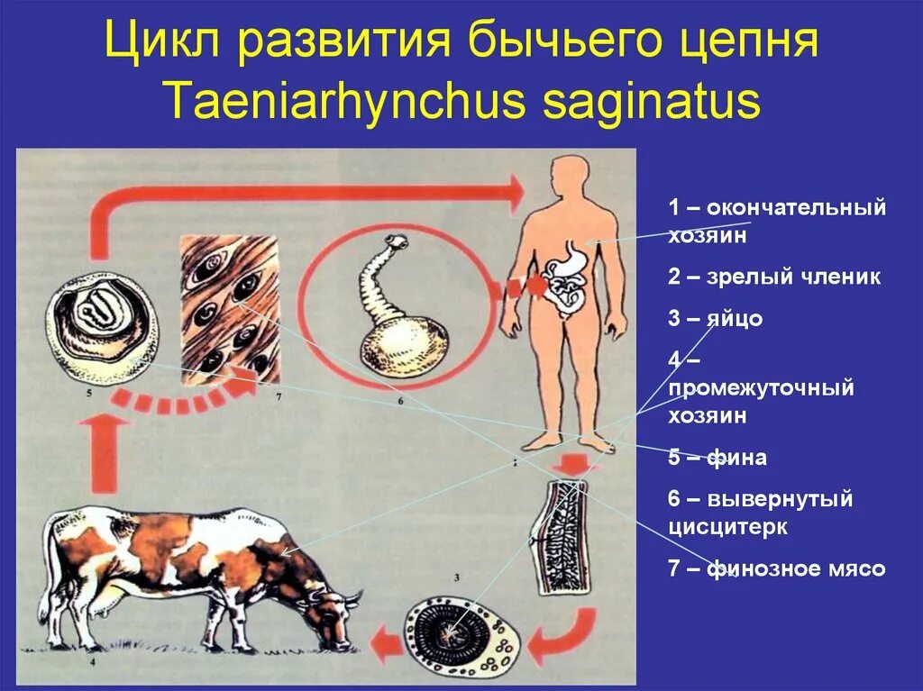 Какая стадия свиного цепня разовьется в человеке. Свиной цепень жизненный цикл Taenia solium. Основной хозяин бычьего цепня. Цикл развития бычьего цепня.