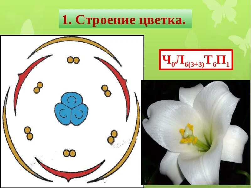 Какая формула цветка лилейных. Семейство Лилейные диаграмма цветка. Диаграмма цветка однодольных Лилейные. Диаграмма цветка однодольных растений. Цветок лилейных диаграмма формула и строение.
