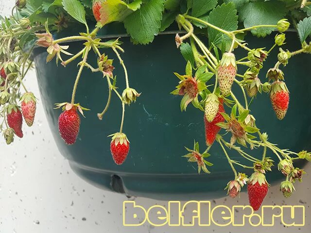 земляника тристан. земляника тристан. земляника садовая тристан черри. земляника ампельная руби анн. земляника тристан f1.