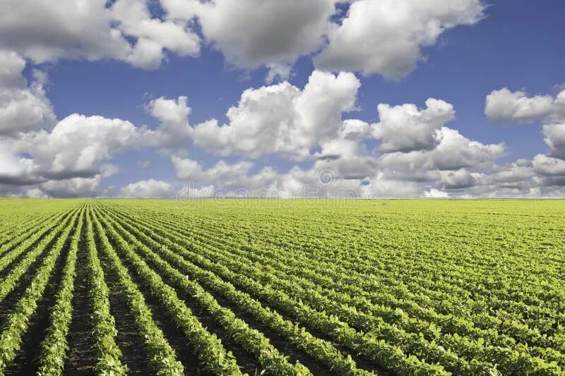 Соя на полях Сток. Soybean field. Row fields