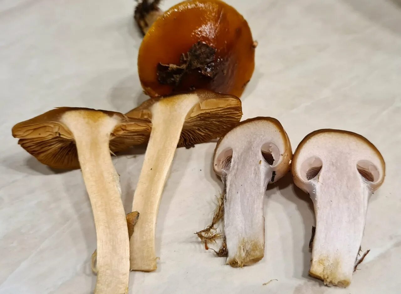 Гриб со. Паутинник слизевой гриб. паутинник слизистый cortinarius mucosus. гриб паутинник шафрановый. cortinarius mucosus.