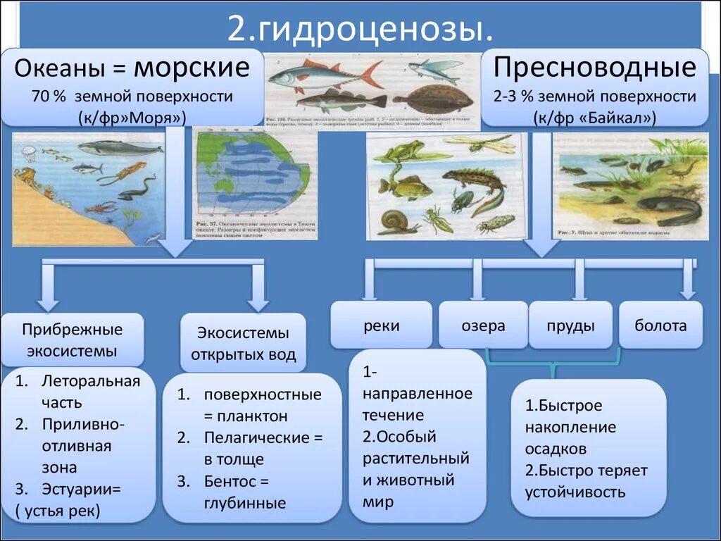 Группы водных организмов таблица. Водные экосистемы. Характеристика водной экосистемы. Морские водные экосистемы. Водные экосистемы примеры.