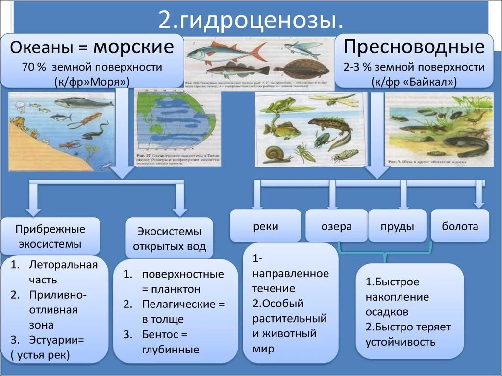 В какой части океана больше живых организмов