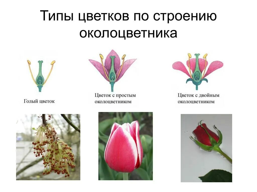 Типы цветов по строению окололистника. Типы цветков по строению околоцветника. Типы околоцветника цветка. Околоцве ник цветка. Примеры простых цветков