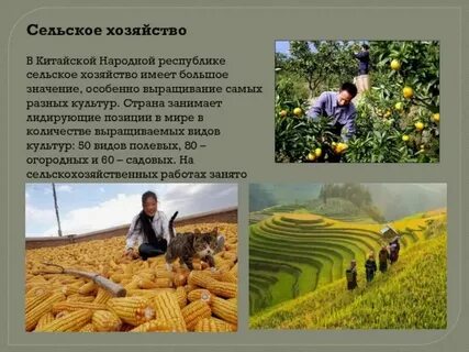 Какие отрасли хозяйства развиты в китае