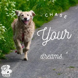 Run for me dogs