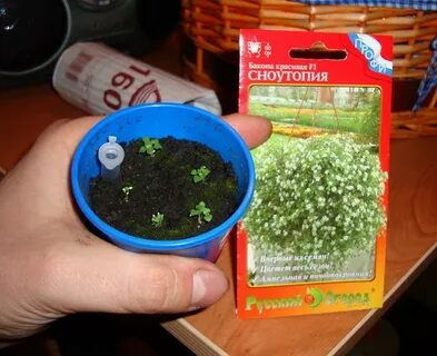 Когда сажать бакопу на рассаду