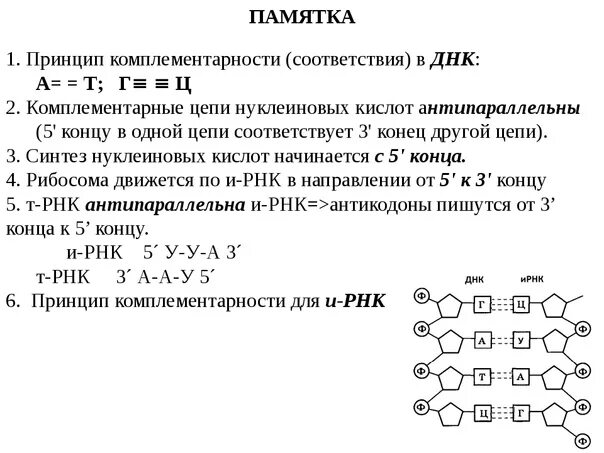 Днк штрих концы