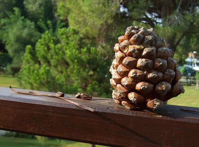 Как в науке называется дерево кедровые орехи. Сосна Пиния шишки. Pinus pinea шишка. Шишка средиземноморской сосны пинии. Pinus pinea орехи.