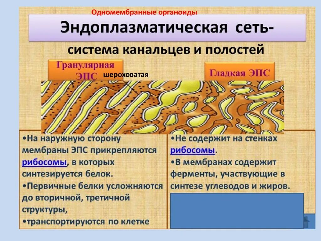 Эндоплазматическая сеть строение и функции. Функции гранулярной эндоплазматической. Эндоплазматическая сеть гладкая и шероховатая. Шероховатая эндоплазматическая сеть функции. Шероховатый эндоплазматический ретикулум функции.