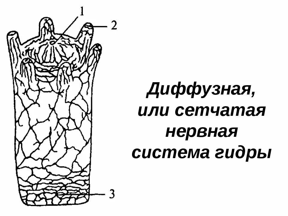 Диффузная среда. Сетчатая нервная система гидры. диффузная нервная система гидры. нервная система кишечнополостных. строение нервной системы гидры.
