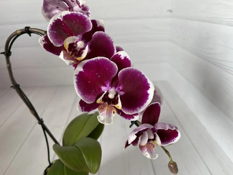 Фаленопсис претория. Орхидея джоконда джоконда фаленопсис. Каттлея green emerald. Орхид квин. Каттлея green emerald.