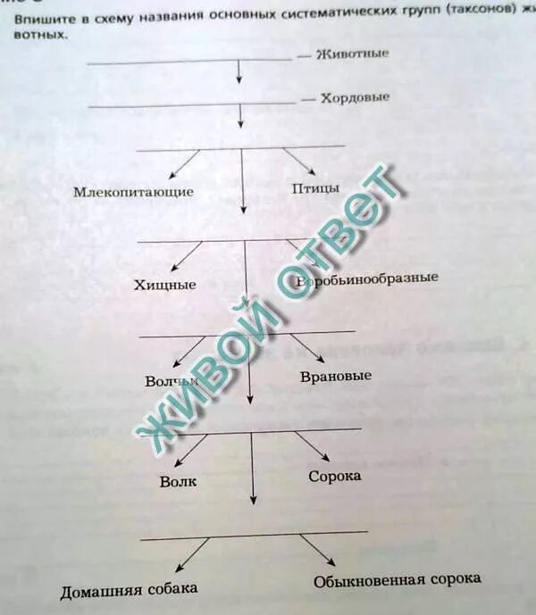 Основные таксономические группы. Схема основных систематических групп. Впишите названия систематических групп. Схема основных систематических таксонов. Название систематических групп животных.