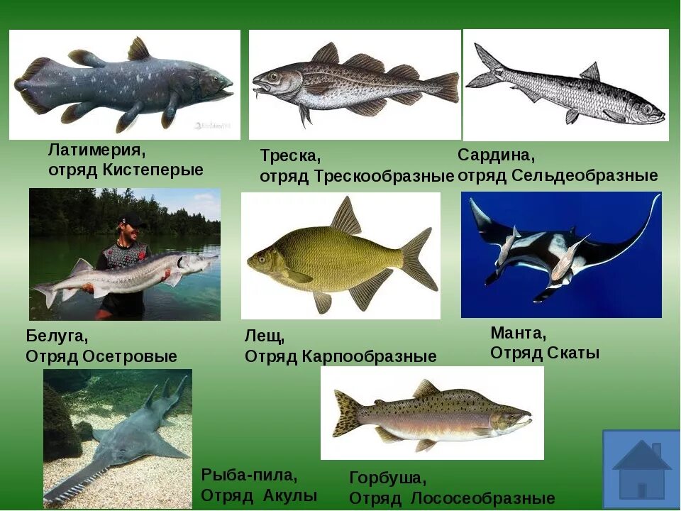 Основные отряды костных рыб таблица. Отряды костных рыб схема. Класс костные рыбы классификация. Рыбы примеры. Примеры группы рыбы