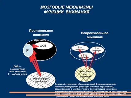 Произвольное внимание механизмы