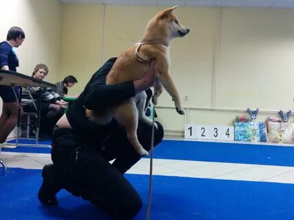 17 августа выставка собак кемерово