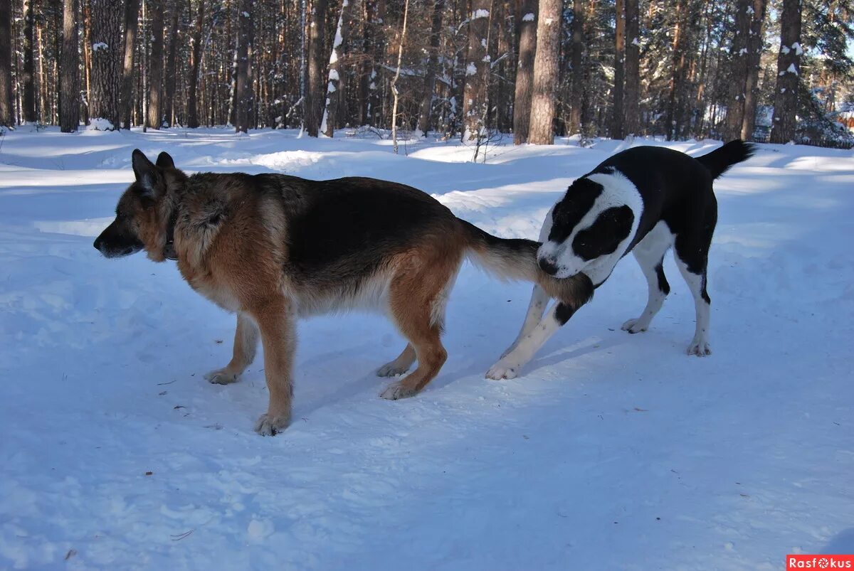 кангал против кавказской овчарки. кавказская овчарка против алабая бой. немецкая овчарка vs питбуль. кто сильнее алабай или немецкая овчарка. кто сильнее алабай или немецкая овчарка.