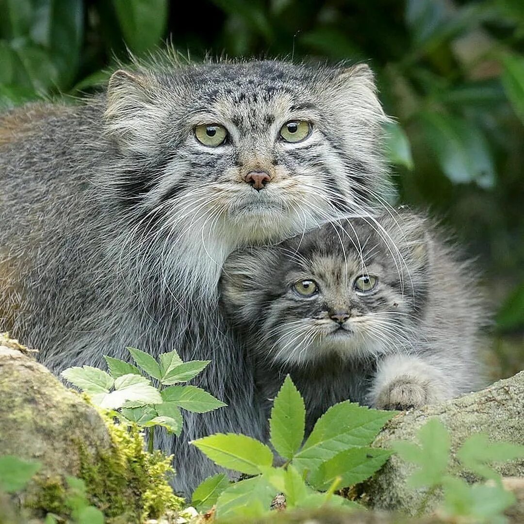 Wildlife planet. Тибетский Манул. Самка манула. Манул (палласов кот). Степной Манул.