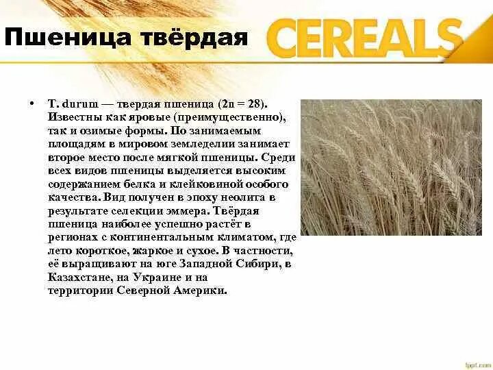 Чем отличаются твердые сорта пшеницы. Селекция пшеницы. твердая и мягкая пшеница. пшеница твёрдая описание. твердые сорта пшеницы.