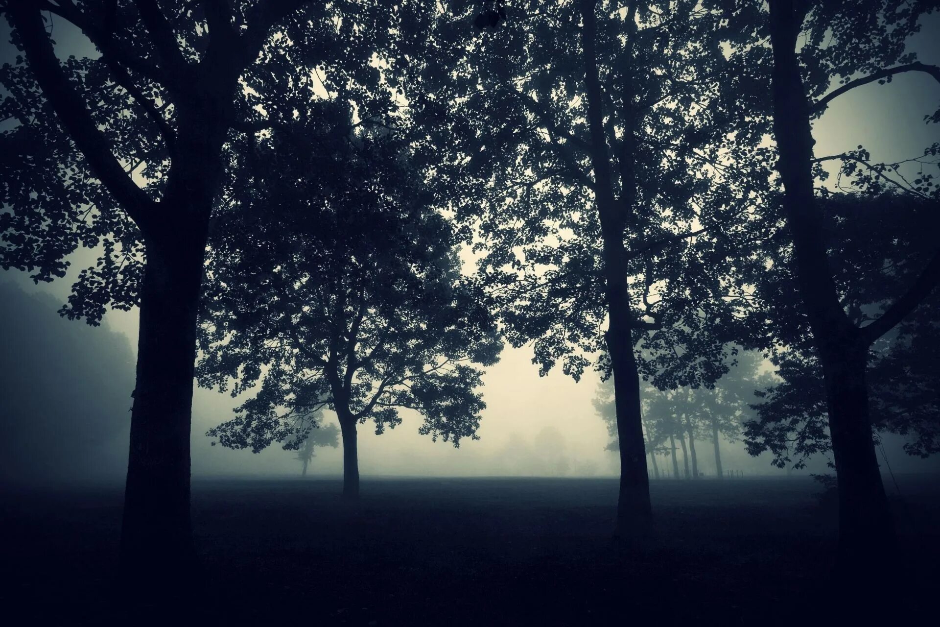 Деревья в лесу ночью. Деревья в лесу. мрачный лес. деревья в сумерках. темная природа.