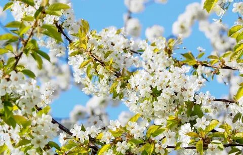 Spring is beautiful