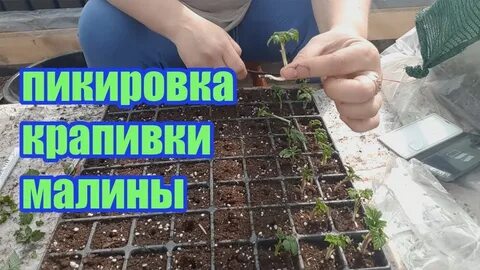 Размножение малины семенами