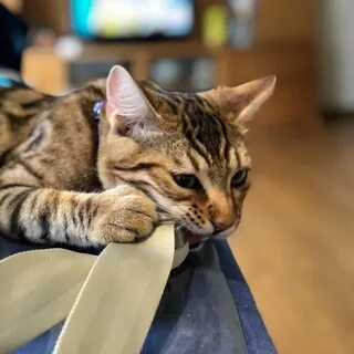 Получить кошку