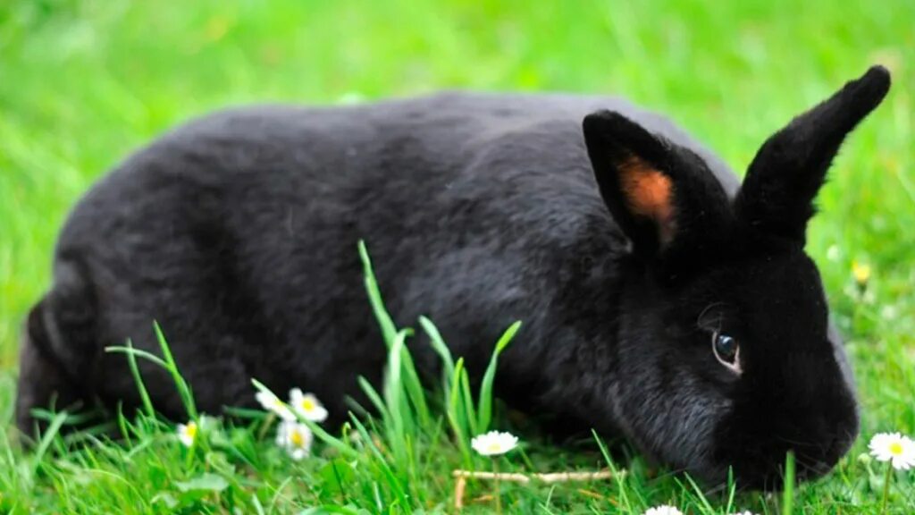 Черный кролик на английском. Кролики породы Аляска. Черный кролик. Черный кролик фото. Чёрные зайцы Мексики.