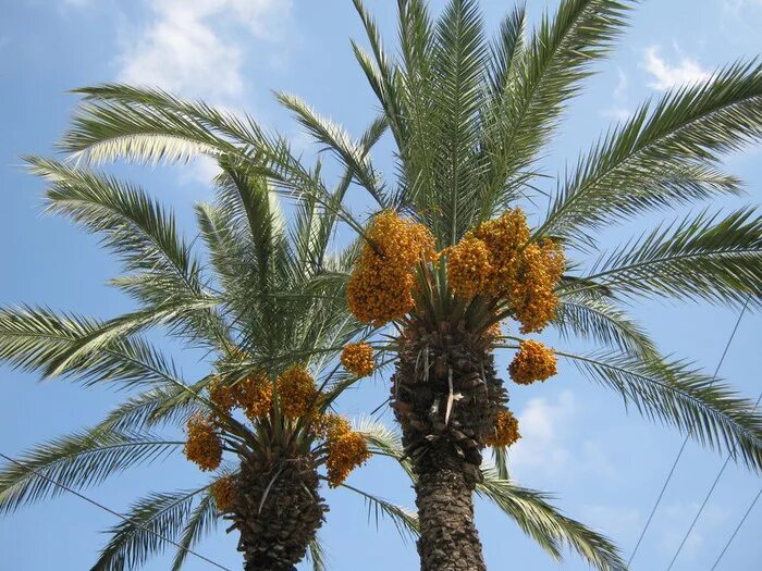 Финиковая пальма где растет природная зона. Финиковая Пальма в Африке. Аравийские финиковые пальмы. Канарская финиковая Пальма. Древесина финиковой пальмы.