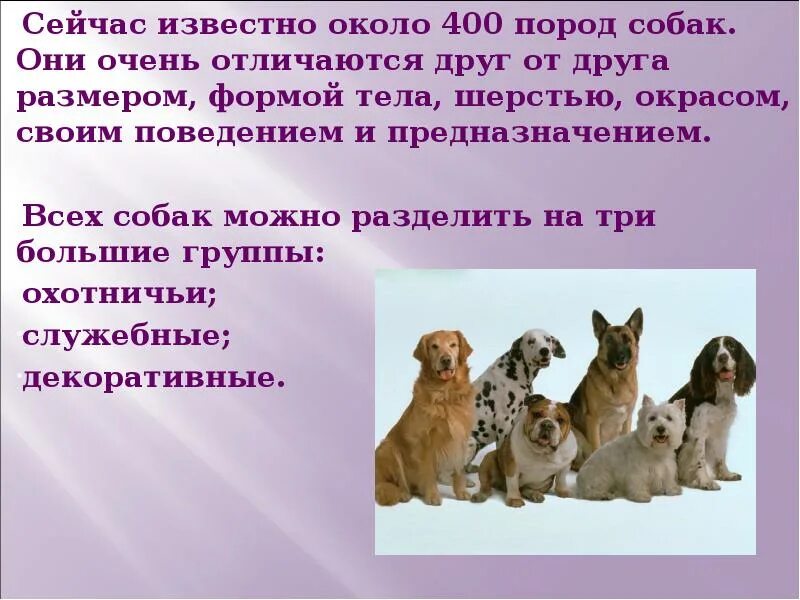 Сообщение о собаке 1 класс. Доклад про кошек и собак. собака для презентации. сообщение о собаке. кошки и собаки для презентации.
