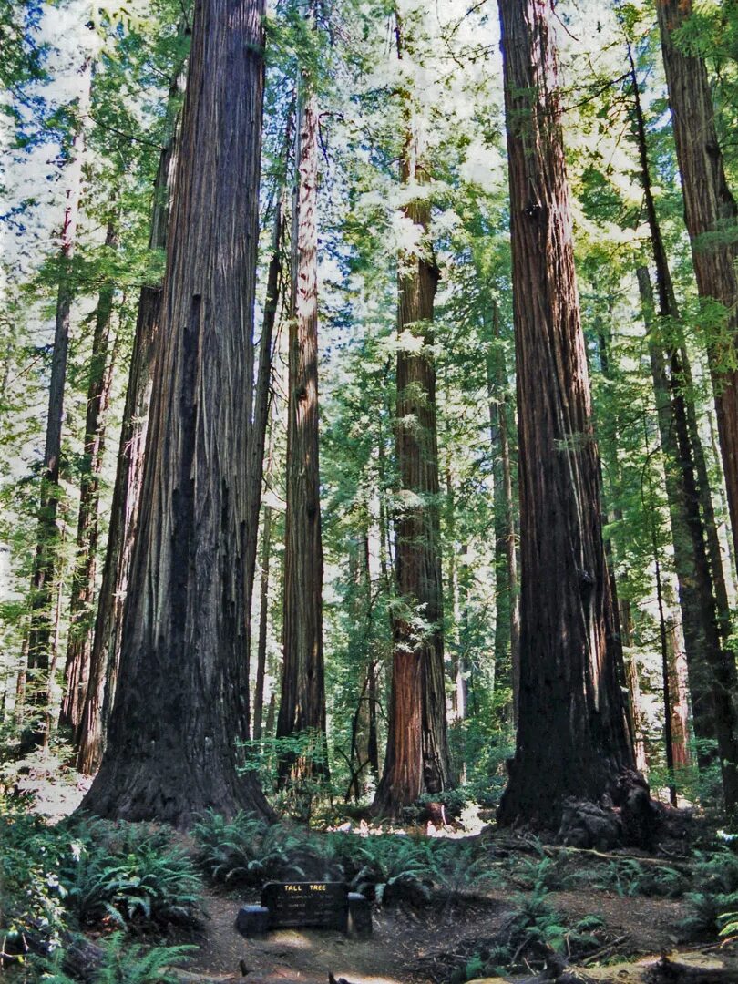 These are tall trees